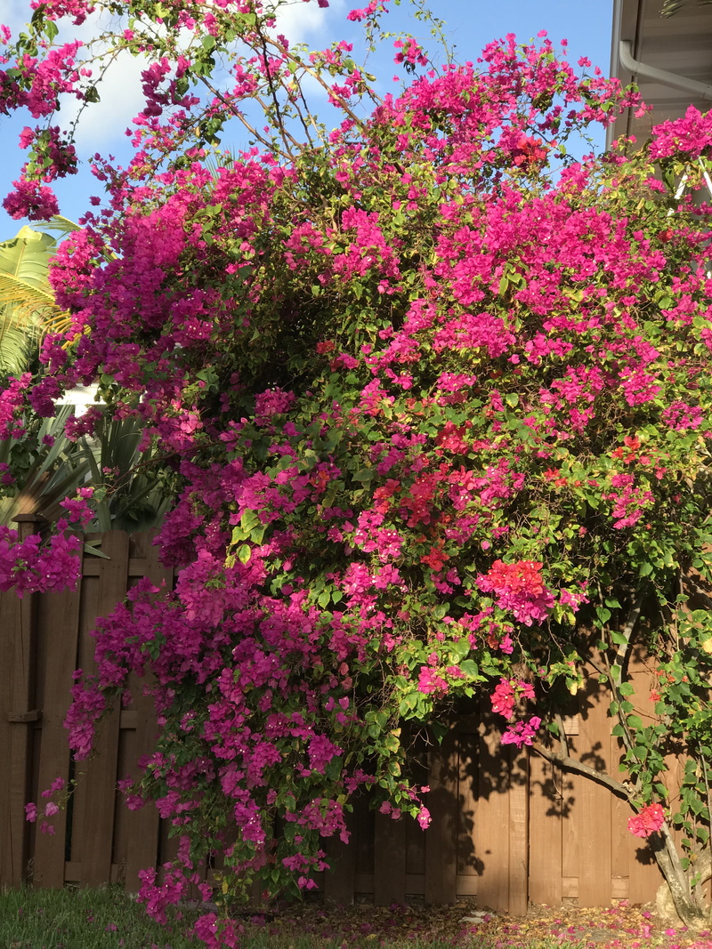 beauty in nature, tree, plant, flower, pink bush, built structure, freshness, day, 5901 ne 22nd way, blossom, pink tree, pink nature, outdoors, pink trees