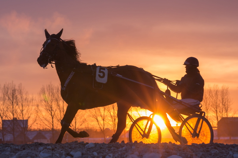 full length, vertebrate, machine, denmark, beautiful, domestic, nature, winter, travel, training, dinamarca, scandinavia, pets, livestock, human, riding
