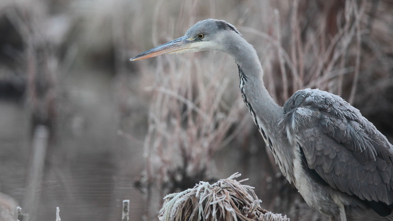 4K, Wildlife, Hungary, pond, frost, grey, Bird, heron, Eastern Europe, 5k