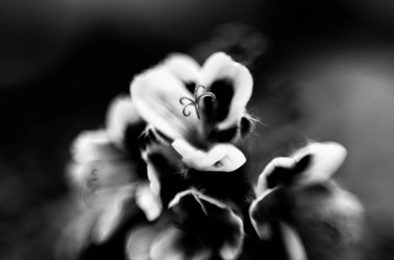 50mm, black background, no people, beautiful, macro detail, jardin botanique, selective focus, flowers, inflorescence, botanic, bouquet, positive emotion