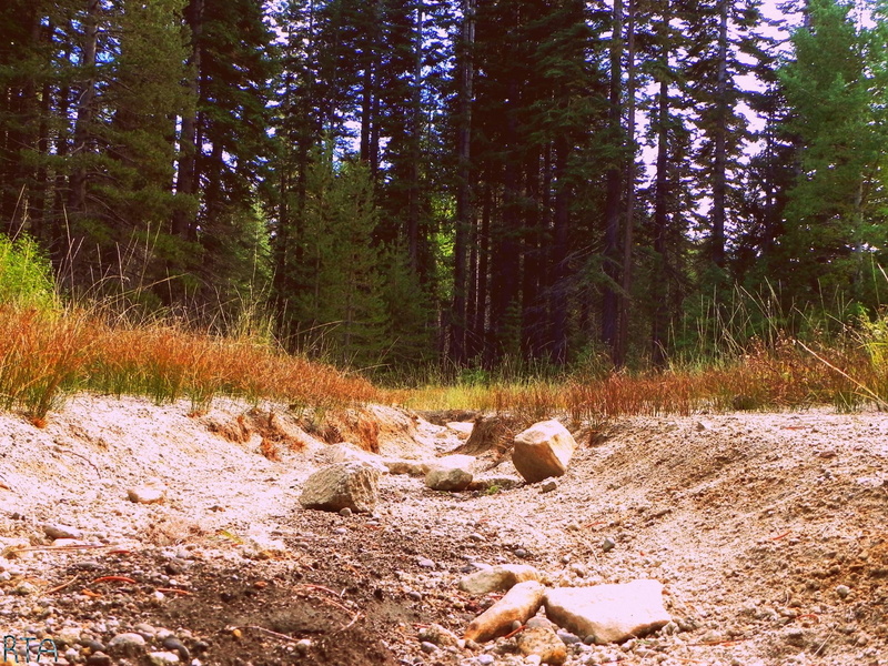 road, dirt, dried, 1080P, 3d and abstract, creek, trees, grass, brown, near, outside, forest, nature