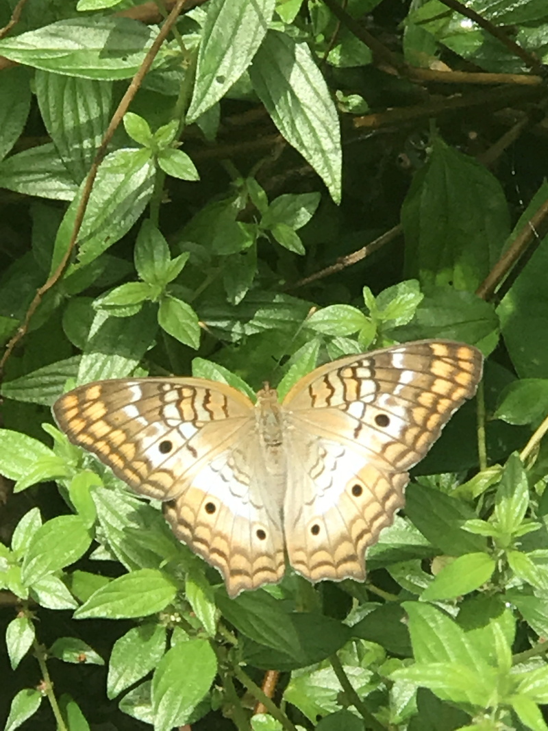 plant part, pollination, day, united states, animal wing, green color, plant city, invertebrate, beauty in nature, outdoors, one animal, butterfly - insect