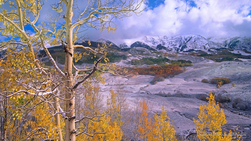 colorado, aspens, 2K, autumn, Mountains, elk