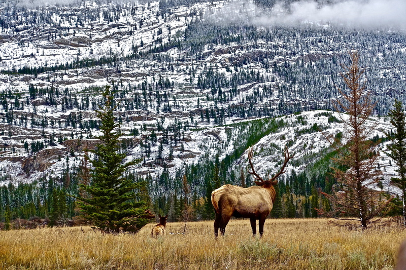 herbivorous, snowcapped mountain, animal, plant, wilderness, animal wildlife, landscape, no people, rockies, land, mountains, animals in the wild, mammal