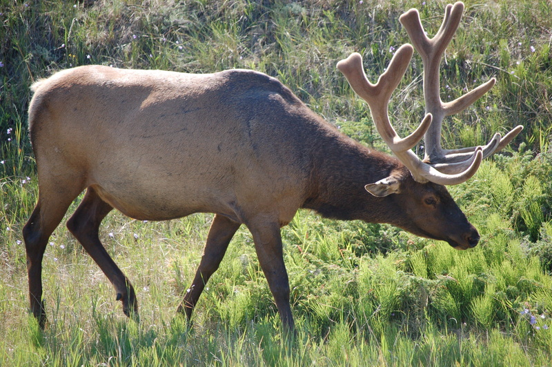 alberta, elk, herbivorous, vertebrate, mammal, one animal, green, wildlife, animals in the wild, domestic animals, bull, side view, animal, brown, wild