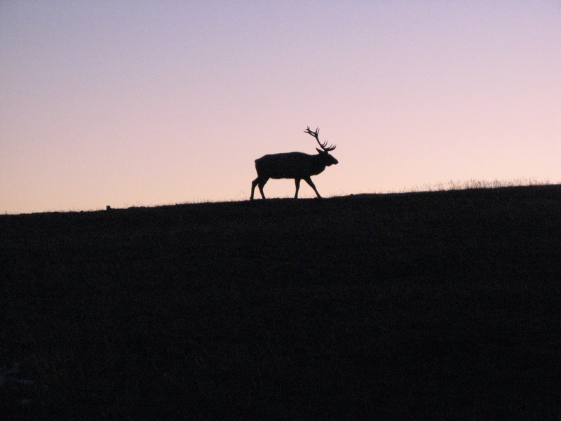 field, sky, species, copy space, wild, mammal, outdoors, zoology, mountain, silhouette, vertebrate, animal themes, sunset, nature, no people, wildlife