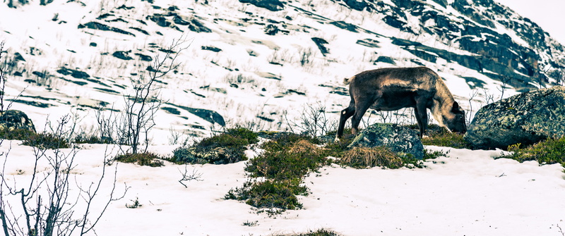 tree, goat, pasture, reindeer, cold temperature, vegetation, mountain goat, covered, bush, animal, nature, grazing, scenics - nature, moose, elk, herbivorous