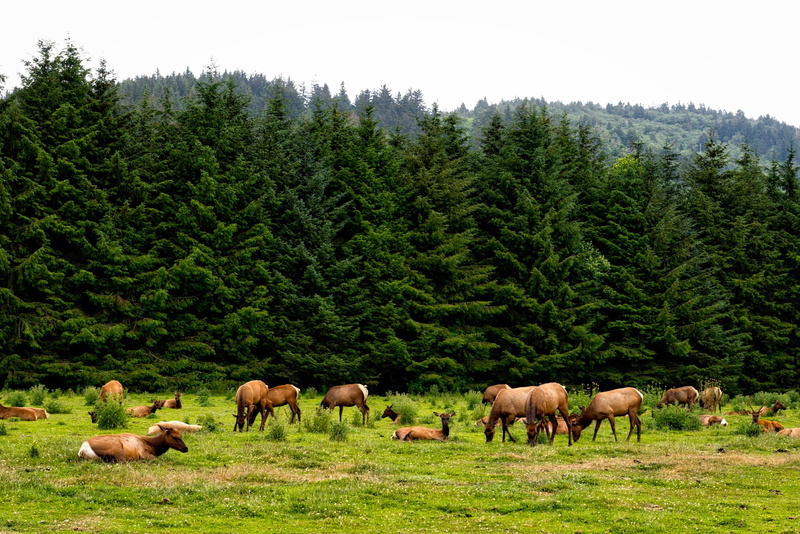 forest, plant, herbivorous, beauty in nature, agriculture, herd, livestock, green, group of animals, land, grass, mammal, animals in the wild, california