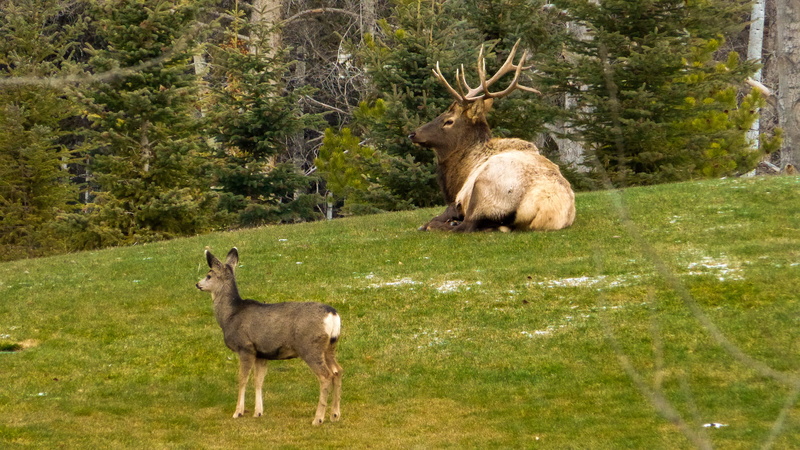 green color, mammal, elk, domestic animals, animal themes, animal wildlife, alberta, nature, banff national park, forest, rocky mountains, land, day, landscape