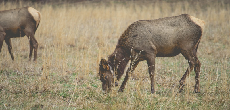 great smoky mountains, national park, day, no people, 5K, land, grazing, spring, livestock, outdoors, fields, animals, nature, united states, group of animals