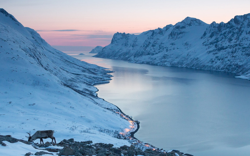 1080P, elk, sunset, mountains, deer, winter, sunrise, snow, ocean, valley, landscapes