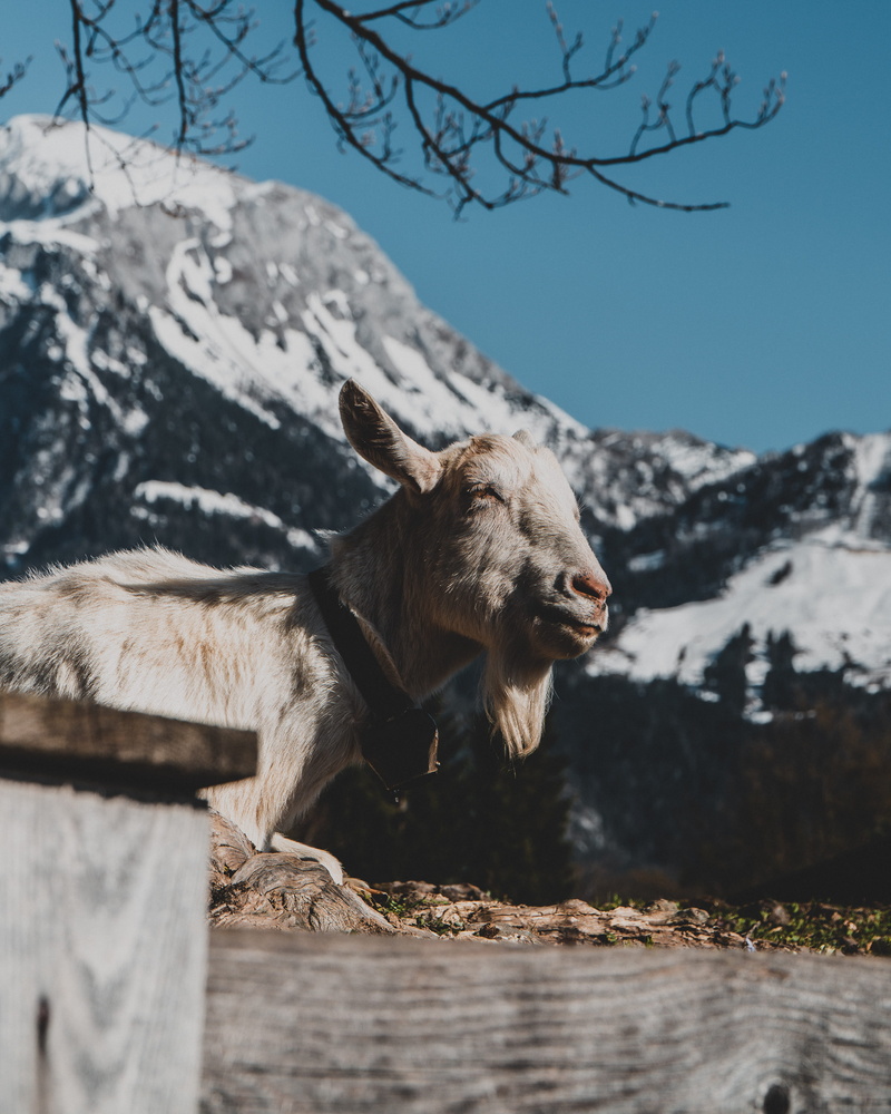 day, wilderness, dog, canine, pets, nature, cold temperature, domestic animals, tree, herbivorous, mountain goat, snow, animal wildlife, one animal, wildlife