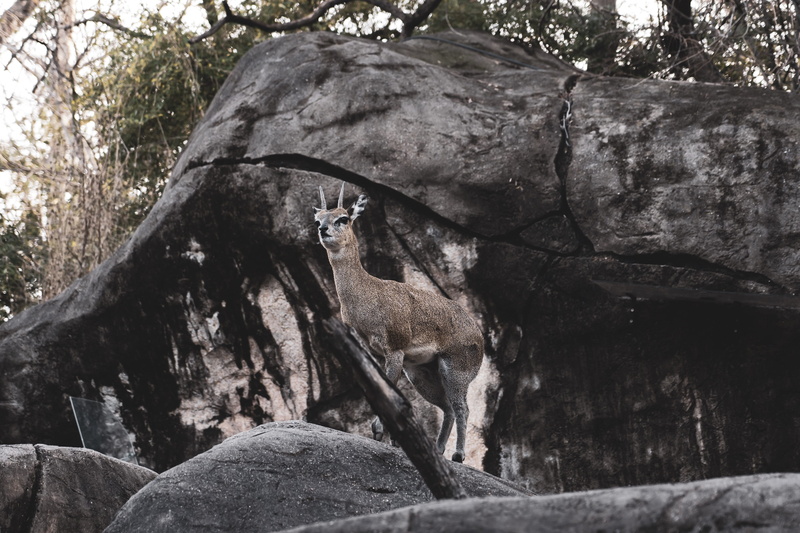 bongo, tree trunk, tree stump, outdoors, rock, mammal, wildlife, zoo, building, animal, standing, tranquil scene, plant, textured, geology, day, lynx, mountain goat