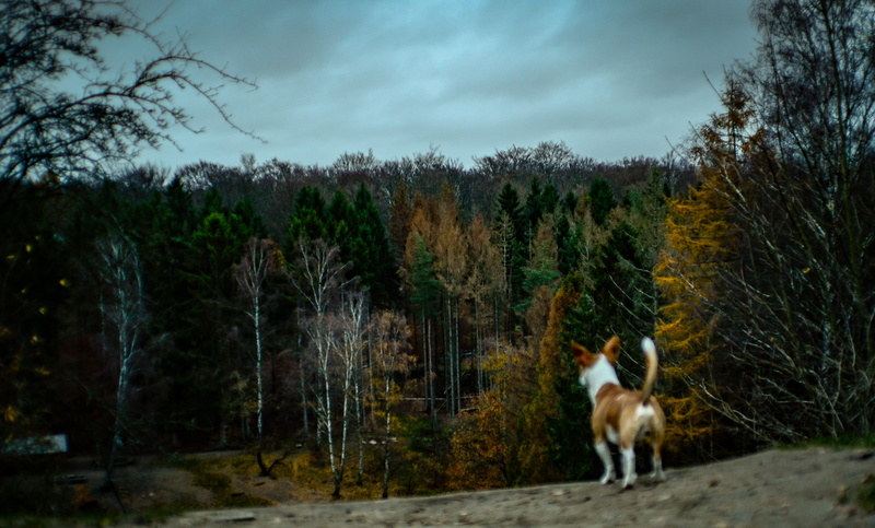pet, pine, cloud - sky, short, trees, domestic, sky, field, outdoors, high, vertebrate, land, white, facing, animal, larch, abies, tree, mountain goat