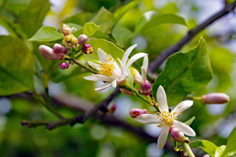 Citrus Limon, flower, green Color, fruit, plant, Flowers, vulnerability, petal, fragility, nature, day, beauty in nature, plant part, bud, bloom, flower head