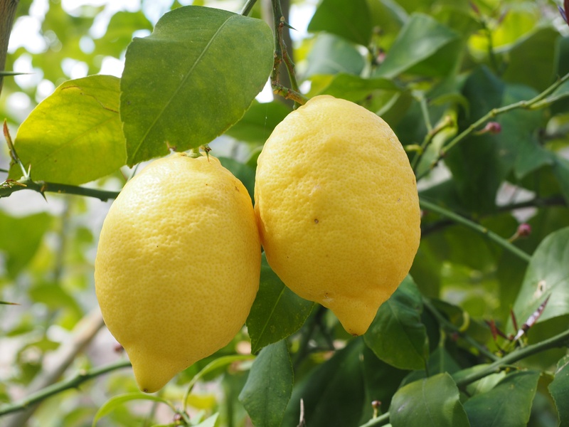 green color, lemon tree, focus on foreground, fruity, orange, nature, ripe, photo, plant part, depend, wellbeing, tree, outdoors, growth, bright yellow