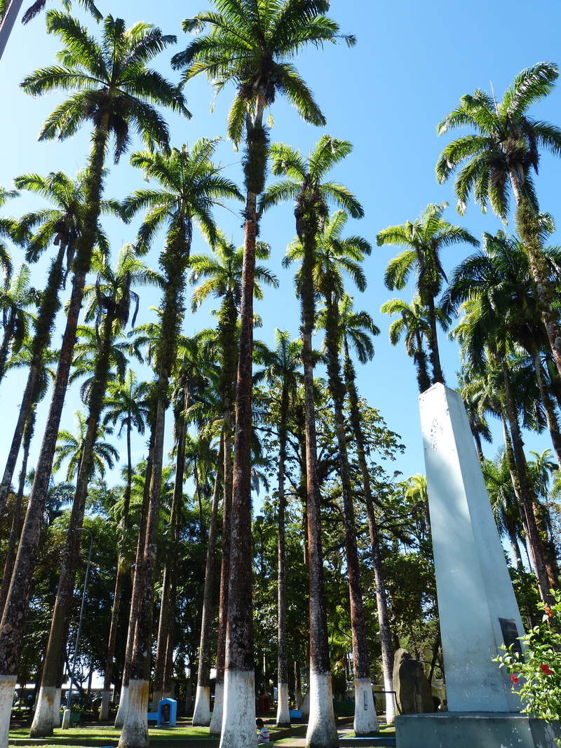 Trees, palm, tall - high, growth, Palm, day, land, tropical park, costa rica, 4K, outdoors, tropical vegetation, central america, sky, Royal Palm, scenics - nature