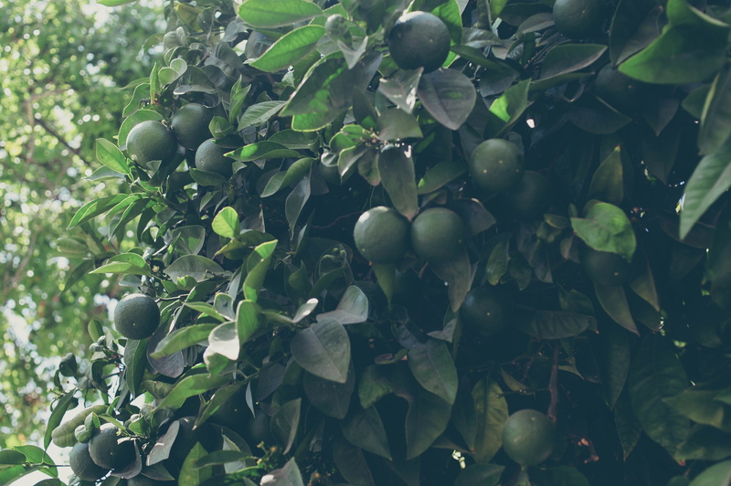 agriculture, wellbeing, royal alcázar of seville, plant, no people, 4K, nature, healthy eating, growth, sevilla, sun, close-up, tree, freshness, lemon