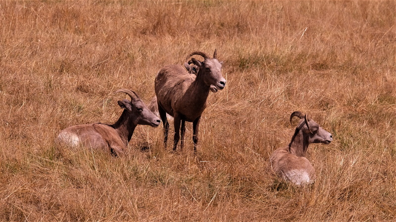 domestic animals, sheep, antelope, group of animals, no people, brown, three, two animals, northwest trek wildlife park, goats, daytime, day, vertebrate
