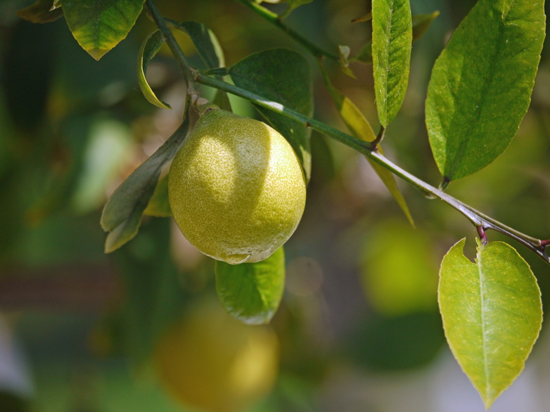 citrus fruits, lemonade, outdoors, plant part, Sour, ripe, shadow, immature, leaf, rain, drop of water, close-up, periwinkle, fruit tree, focus on foreground