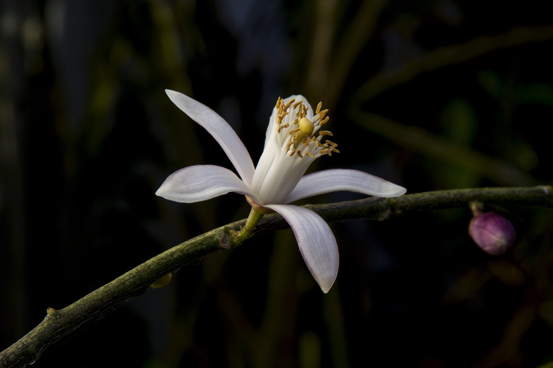 focus on foreground, 2K, growth, close-up, nature, bloom, petal, freshness, Limone, day, beauty in nature, flower head, fragility, mediterranean, white color