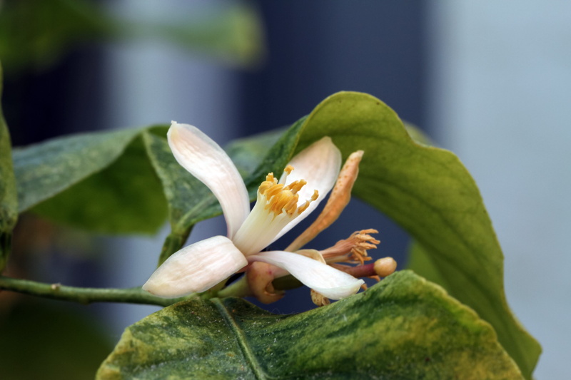 blossom, flower, flowering plant, bloom, close-up, pollen, white, petal, fragility, lemon, lemon blossom, growth, limone, plant part, day, beauty in nature