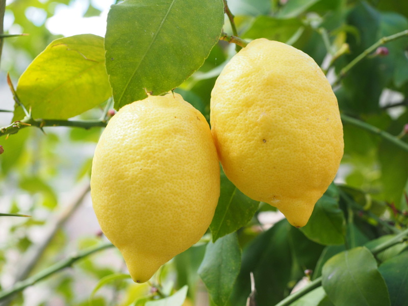 royalty, lemon trees, plant, leaf, fruity, plant part, citrus fruit, outdoors, vitamins, fruit, citrus, focus on foreground, growth, lemon, wellbeing, fruit tree