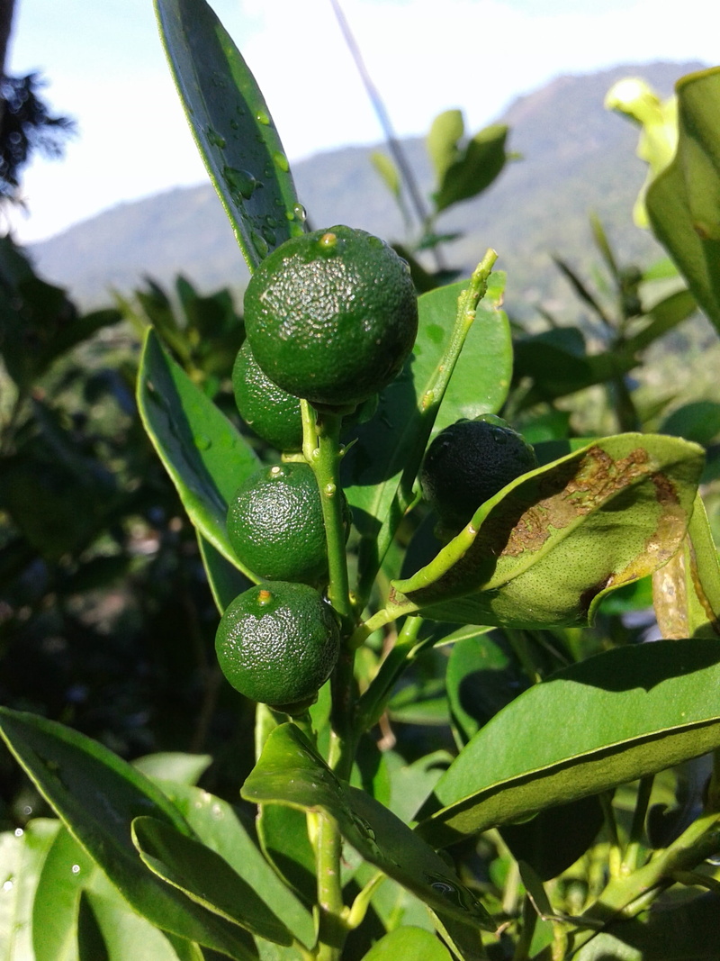 outdoors, plant part, focus on foreground, no people, wellbeing, healthy eating, orange, growth, close-up, ripe, freshness, food and drink, green color