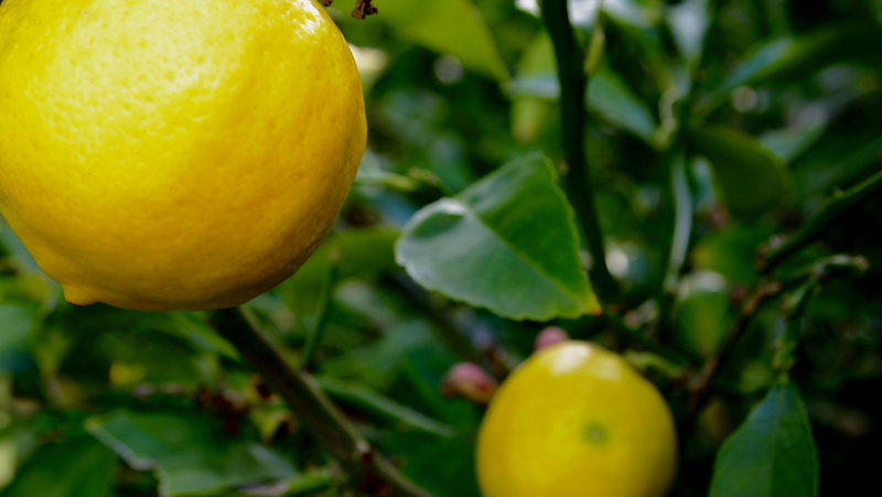 fruit, healthy eating, freshness, food, yellow, united states, growth, close-up, green, san francisco, plant part, fruit tree, focus on foreground, lemon