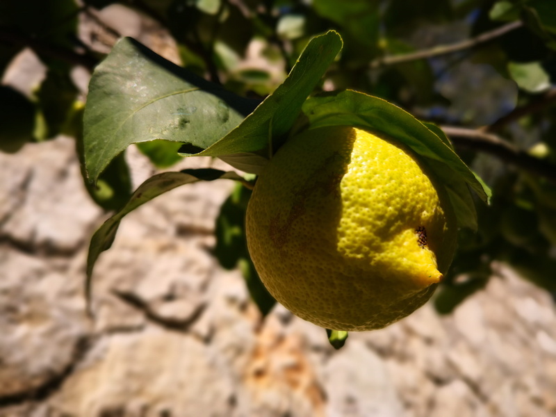 healthy eating, food and drink, plant part, citrus fruit, ripe, tree, plant, nature, freshness, outdoors, orange, lemon, close-up, leaf, food, focus on foreground