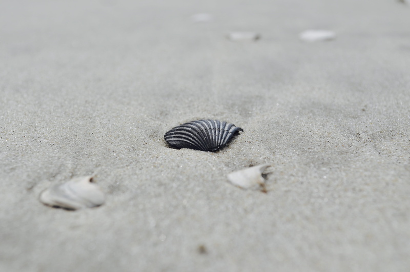 animal wildlife, outdoors, animals in the wild, striped, scallop shell, animal, nature, animal themes, selective focus, avalon, shell, sand, surface level