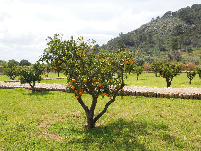 mallorca, orange grove, orange tree, nature, small, orange breeds, 4K, tranquil scene, plant, growth, estate, field, plantation, day, scenics - nature