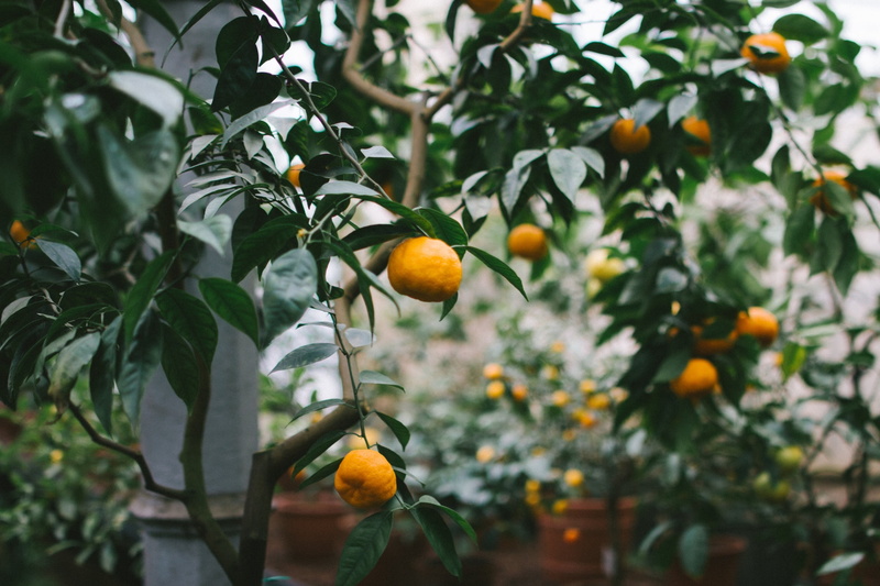 growth, fruits, tangerines, orange, focus on foreground, plant, leaf, citrus Fruit, plant part, round, 1080P, ripe, color Image, freshness, tangerine