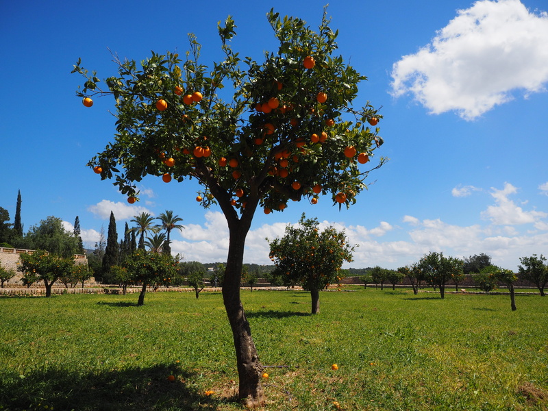 beauty in nature, vitaminhaltig, fruity, branch, citrus tree, landscape, fruit, rutaceae, periwinkle, season, outdoors, plant, land, environment, food and drink
