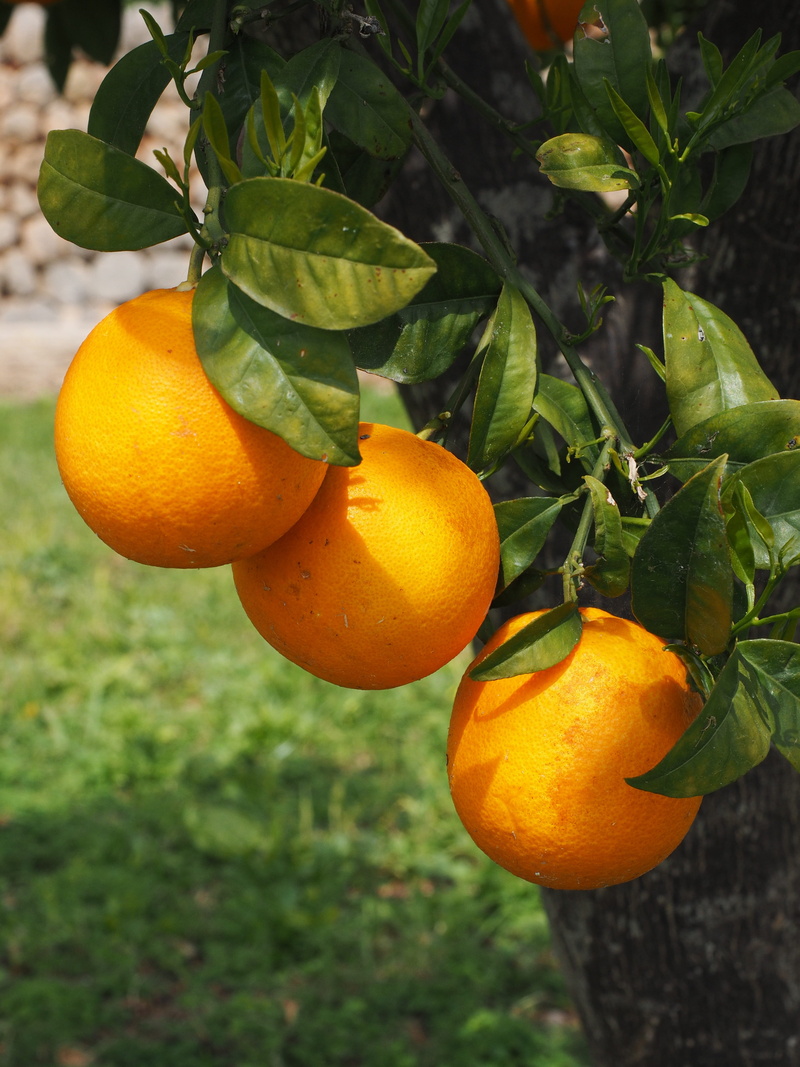 organic, branch, citrus tree, aesthetic, nutrition, green Color, wellbeing, citrus fruits, 4K, ripe, Oranges, leaves, about, healthy, vitamins, growth