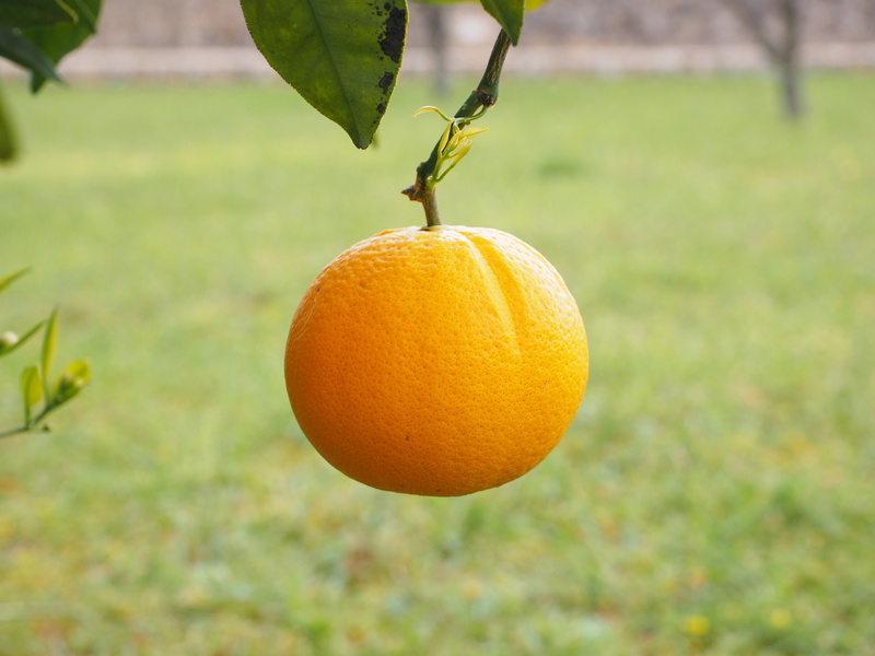 4K, fruit, agriculture, wellbeing, citrus tree, sweet, plant, food, summer, leaves, orange - Fruit, food and drink, about, tree, periwinkle, growth, tropical fruit