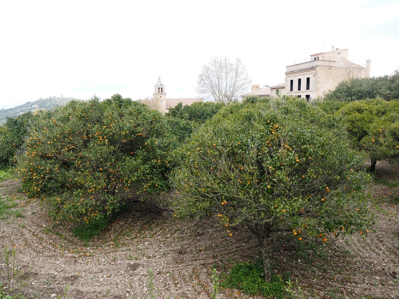 randa, land, plantation, mallorca, plant, built structure, house, orange trees, beauty in nature, building, no people, outdoors, tree, architecture, history