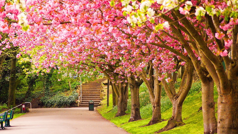 plants, park, sunlight, season, bright, flowering plant, color, flower, nature, forest, seasonal, texture, park - man made space, orange, grove, tree, leaf
