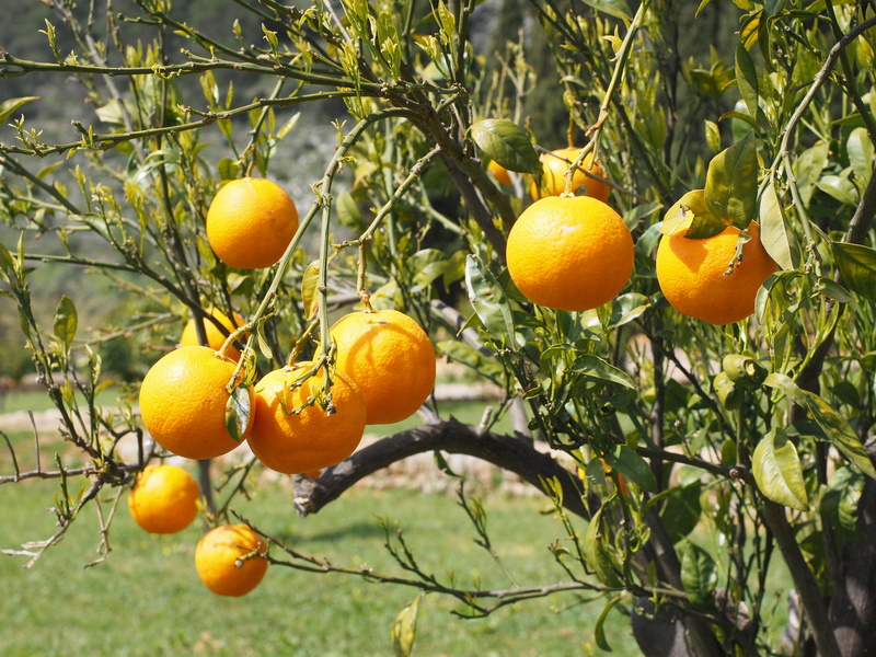 food, vitamin c, diamond green, foliage, bush, freshness, tropical fruit, periwinkle, vitamins, healthy, sweet, citrus, summer, leaves, leaf, delicious