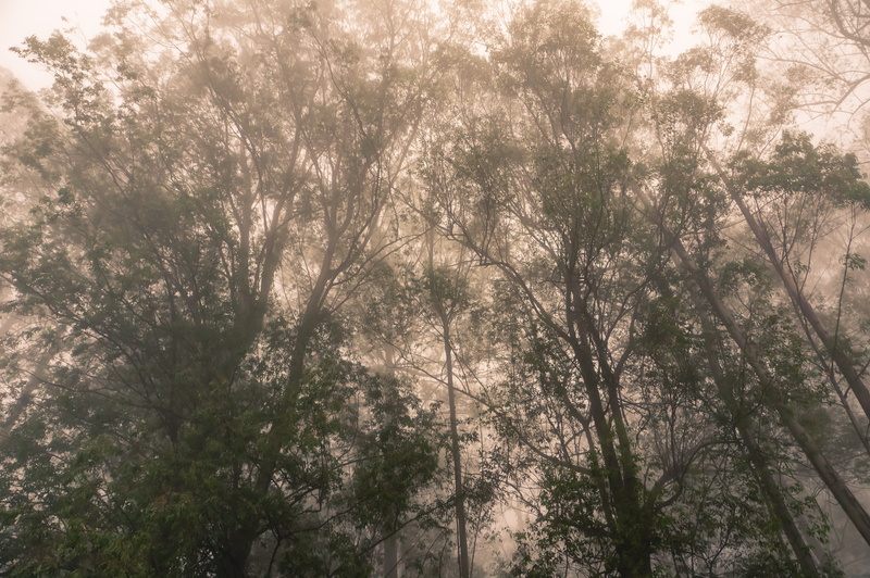 outdoors, no people, forest, plant, conifer, fog, non-urban scene, sunlight, grove, scenics - nature, fir, sepia, land, day, beauty in nature, tree canopy