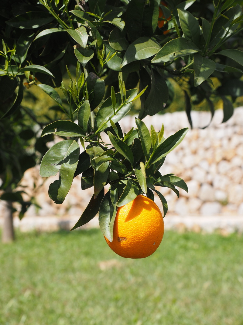 branch, vitamin c, plant part, orange tree, food, outdoors, diamond green, orange, citrus fruit, tropical fruit, food and drink, fruit, healthy, freshness