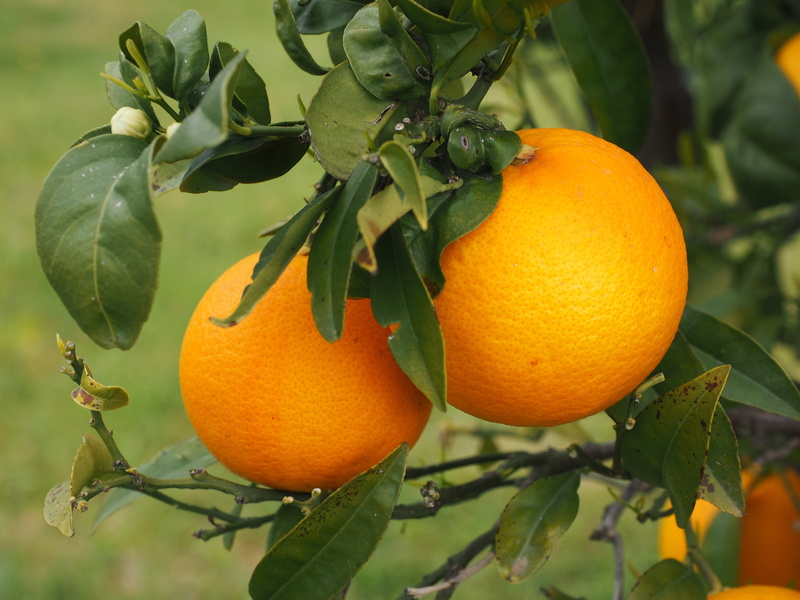 food, sweet orange, fruity, bush, about, food and drink, fruit tree, growth, citrus, sweet, freshness, citrus fruit, branch, ripe, 4K, delicious, tree