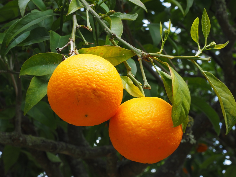 vitaminhaltig, no people, vitamin c, outdoors, vitamins, leaf, 4K, orange grove, citrus fruit, plant part, wellbeing, frisch, delicious, rutaceae, nutrition