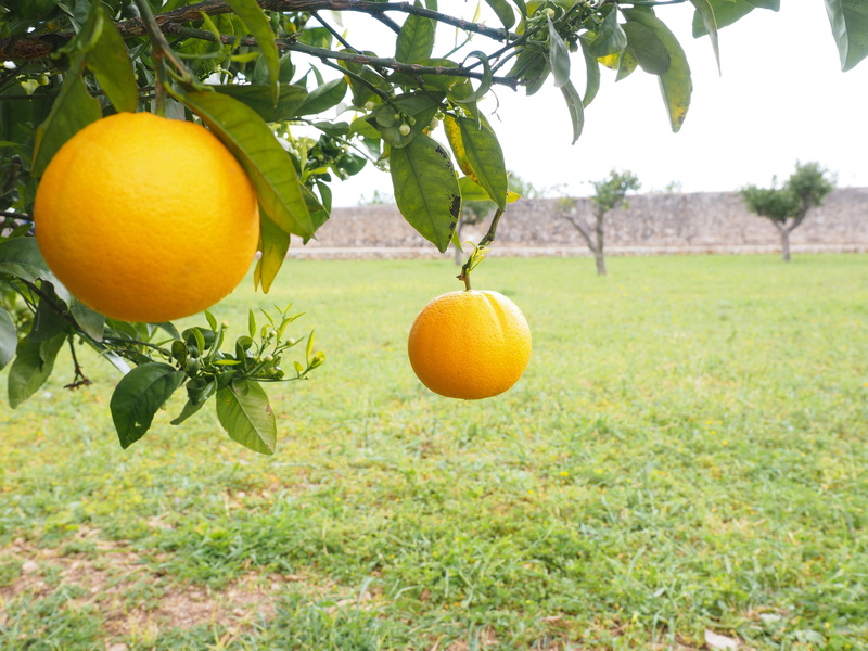leaf, no people, food and drink, delicious, periwinkle, nutrition, vitamin c, sweet, orange tree, nature, plant, orange grove, fruit tree, orange, vitamins