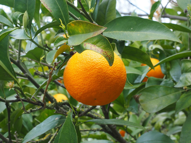 vitamin c, frisch, leaves, mediterranean, healthy, plant part, orange color, wellbeing, tree, sweet orange, no people, periwinkle, vitaminhaltig, freshness