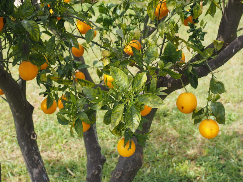 food and drink, 4K, about, vitamin c, tree, summer, citrus fruits, leaves, agriculture, no people, plantation, citrus tree, nutrition, outdoors, branch