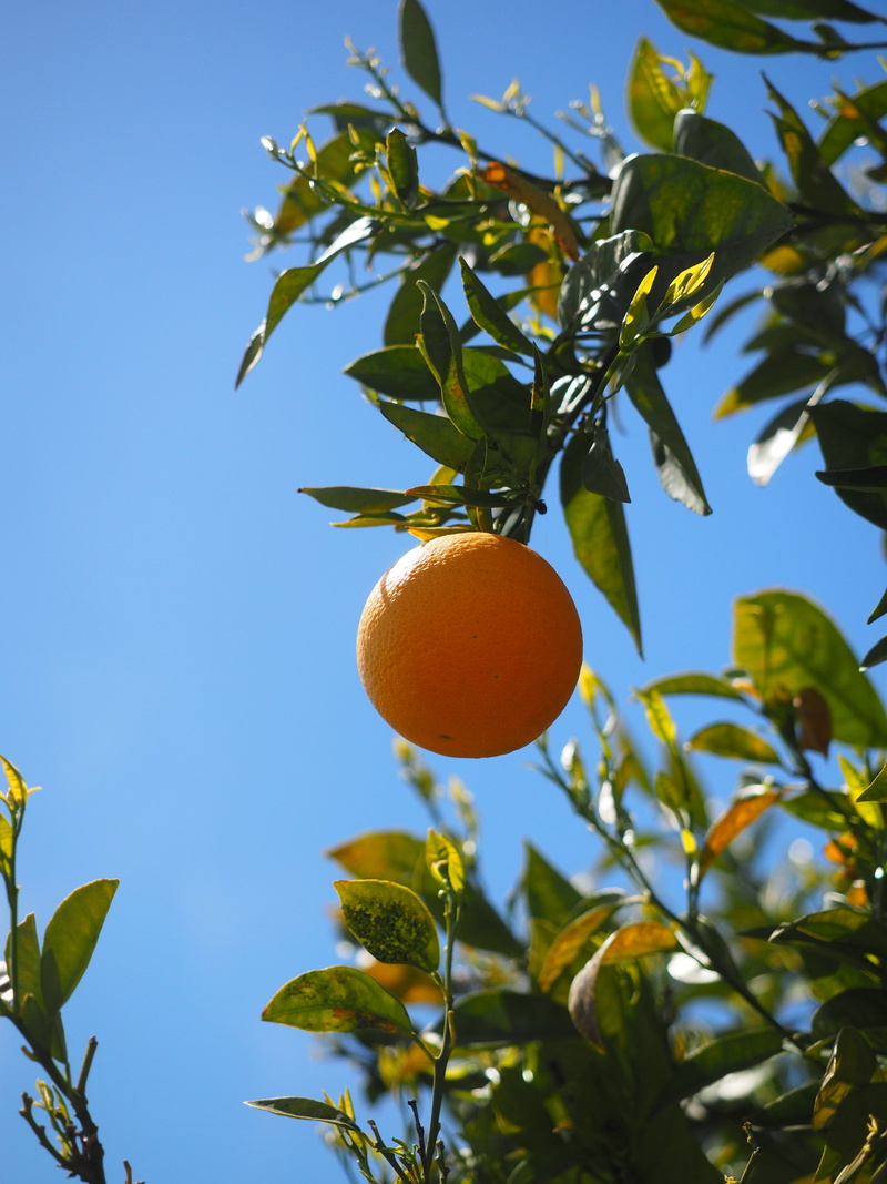 summer, food, leaf, healthy Eating, freshness, tropical fruit, vitamins, frisch, citrus tree, fruit, healthy, orange tree, sweet orange, mediterranean