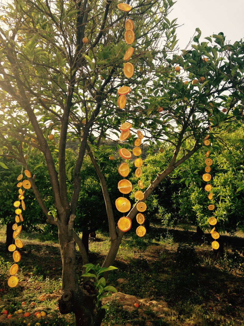 no people, yellow, tree, stack, fruit, growth, plant, grove, orange color, trunk, oranges, field, branch, outdoor, outdoors, food, tree trunk, nature, tranquility