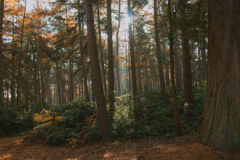 land, trunk, sunlight, trees, light, ground, rushmere country park, environment, orange, nature, woodland, scenics - nature, beauty in nature, plant, change
