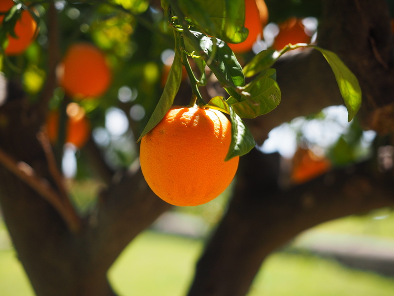 orange, nutrition, frisch, 4K, delicious, fruit, healthy eating, about, citrus fruit, summer, ripe, orange grove, citrus tree, tree, food, citrus, food and drink